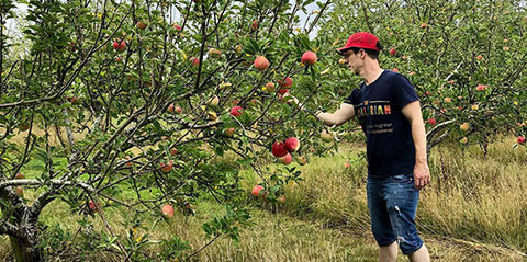 Orchard carbon offsetting